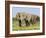 African Elephant, Bulls Walking in Line, Etosha National Park, Namibia-Tony Heald-Framed Photographic Print