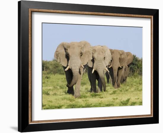 African Elephant, Bulls Walking in Line, Etosha National Park, Namibia-Tony Heald-Framed Photographic Print
