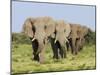 African Elephant, Bulls Walking in Line, Etosha National Park, Namibia-Tony Heald-Mounted Photographic Print