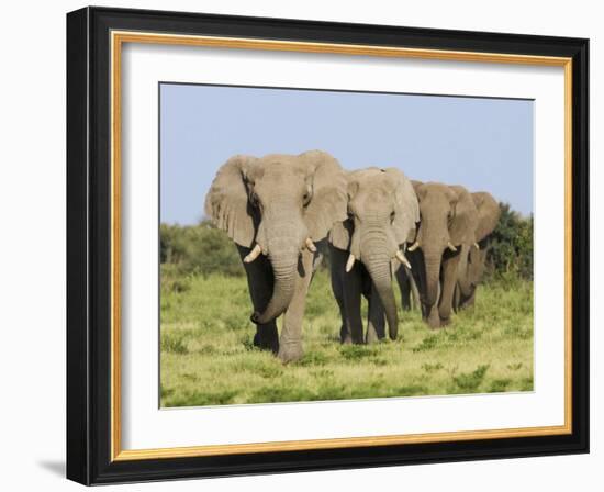 African Elephant, Bulls Walking in Line, Etosha National Park, Namibia-Tony Heald-Framed Photographic Print