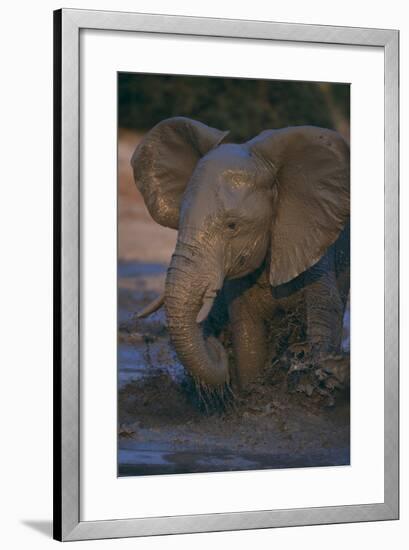 African Elephant Calf Bathing in Watering Hole-DLILLC-Framed Photographic Print