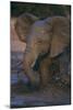 African Elephant Calf Bathing in Watering Hole-DLILLC-Mounted Photographic Print