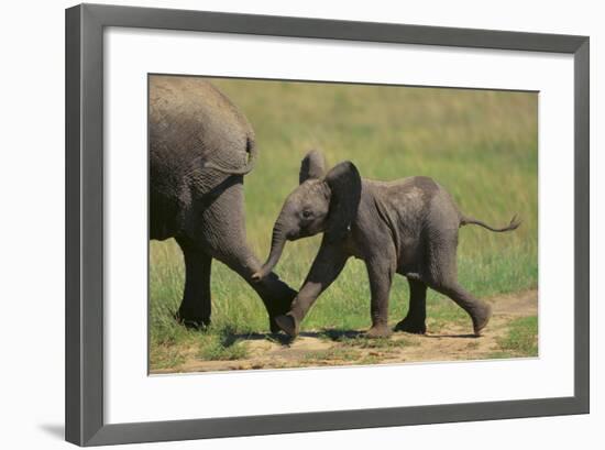 African Elephant Calf following Mother-DLILLC-Framed Photographic Print