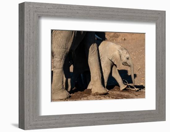 African elephant calf (Loxodonta africana), Mashatu Game Reserve, Botswana, Africa-Sergio Pitamitz-Framed Photographic Print