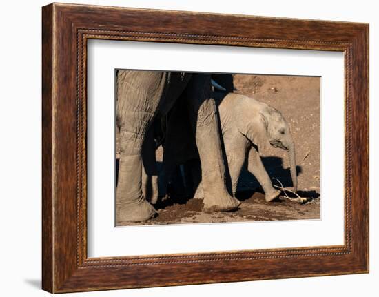 African elephant calf (Loxodonta africana), Mashatu Game Reserve, Botswana, Africa-Sergio Pitamitz-Framed Photographic Print