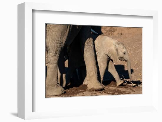 African elephant calf (Loxodonta africana), Mashatu Game Reserve, Botswana, Africa-Sergio Pitamitz-Framed Photographic Print