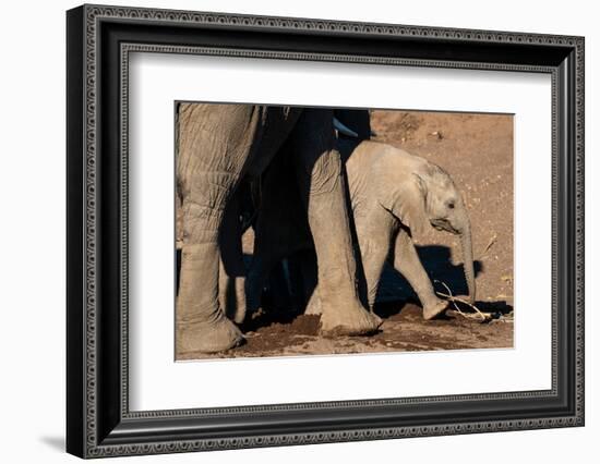 African elephant calf (Loxodonta africana), Mashatu Game Reserve, Botswana, Africa-Sergio Pitamitz-Framed Photographic Print