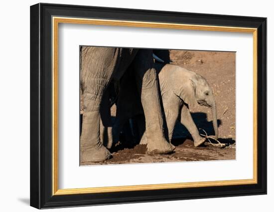 African elephant calf (Loxodonta africana), Mashatu Game Reserve, Botswana, Africa-Sergio Pitamitz-Framed Photographic Print