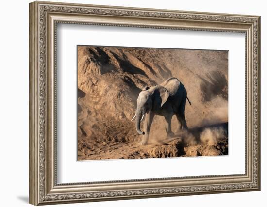 African elephant calf (Loxodonta africana) walking in the dust, Mashatu Game Reserve, Botswana-Sergio Pitamitz-Framed Photographic Print