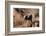 African elephant calf (Loxodonta africana) walking in the dust, Mashatu Game Reserve, Botswana-Sergio Pitamitz-Framed Photographic Print