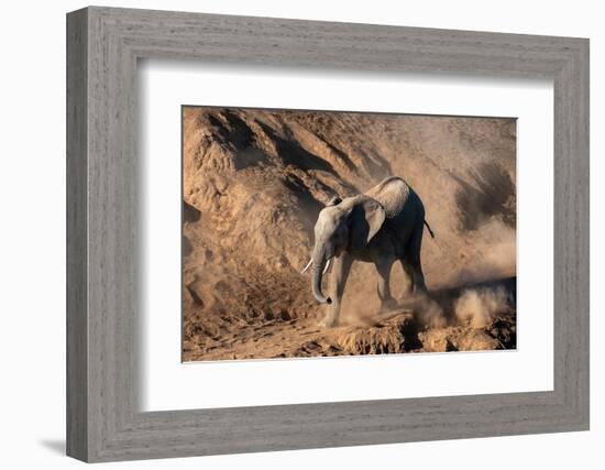 African elephant calf (Loxodonta africana) walking in the dust, Mashatu Game Reserve, Botswana-Sergio Pitamitz-Framed Photographic Print