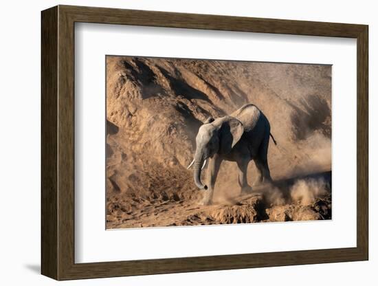 African elephant calf (Loxodonta africana) walking in the dust, Mashatu Game Reserve, Botswana-Sergio Pitamitz-Framed Photographic Print