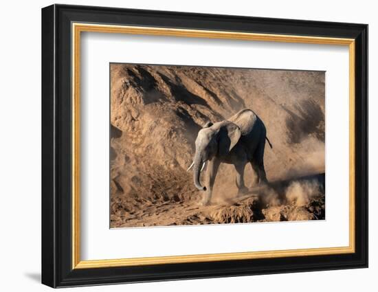 African elephant calf (Loxodonta africana) walking in the dust, Mashatu Game Reserve, Botswana-Sergio Pitamitz-Framed Photographic Print