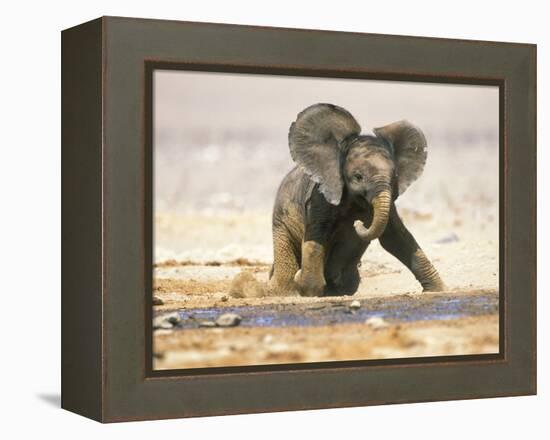 African Elephant Calf on Knees by Water, Kaokoland, Namibia-Tony Heald-Framed Premier Image Canvas