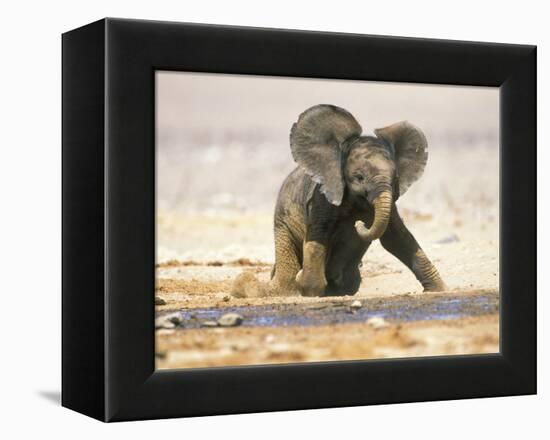 African Elephant Calf on Knees by Water, Kaokoland, Namibia-Tony Heald-Framed Premier Image Canvas