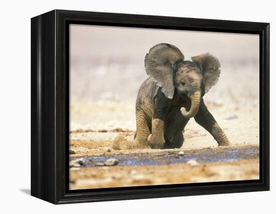 African Elephant Calf on Knees by Water, Kaokoland, Namibia-Tony Heald-Framed Premier Image Canvas