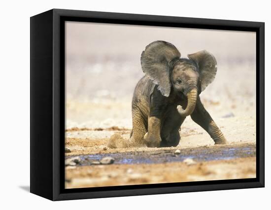 African Elephant Calf on Knees by Water, Kaokoland, Namibia-Tony Heald-Framed Premier Image Canvas