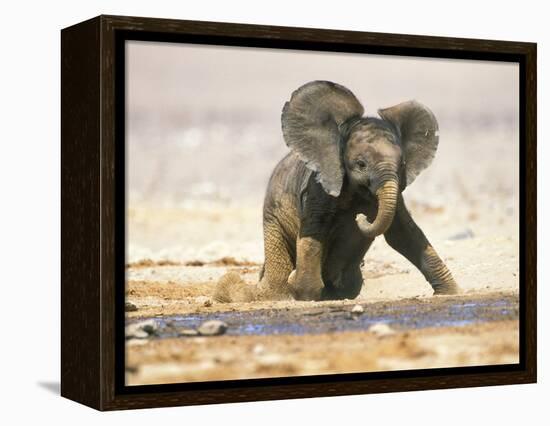 African Elephant Calf on Knees by Water, Kaokoland, Namibia-Tony Heald-Framed Premier Image Canvas