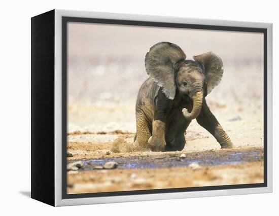 African Elephant Calf on Knees by Water, Kaokoland, Namibia-Tony Heald-Framed Premier Image Canvas