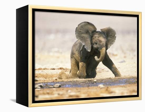 African Elephant Calf on Knees by Water, Kaokoland, Namibia-Tony Heald-Framed Premier Image Canvas