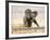 African Elephant Calf on Knees by Water, Kaokoland, Namibia-Tony Heald-Framed Photographic Print