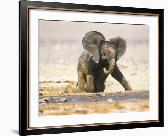 African Elephant Calf on Knees by Water, Kaokoland, Namibia-Tony Heald-Framed Photographic Print