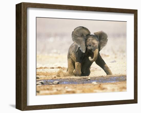 African Elephant Calf on Knees by Water, Kaokoland, Namibia-Tony Heald-Framed Photographic Print