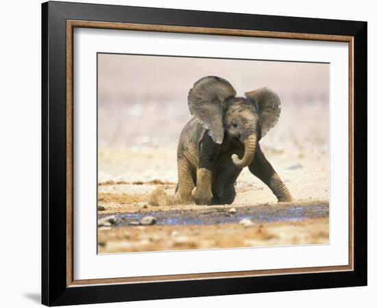 African Elephant Calf on Knees by Water, Kaokoland, Namibia-Tony Heald-Framed Photographic Print