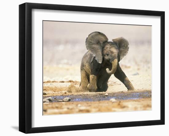 African Elephant Calf on Knees by Water, Kaokoland, Namibia-Tony Heald-Framed Photographic Print