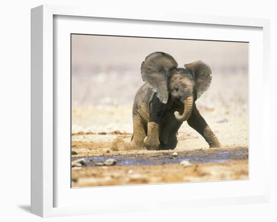 African Elephant Calf on Knees by Water, Kaokoland, Namibia-Tony Heald-Framed Photographic Print