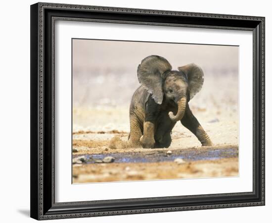 African Elephant Calf on Knees by Water, Kaokoland, Namibia-Tony Heald-Framed Photographic Print