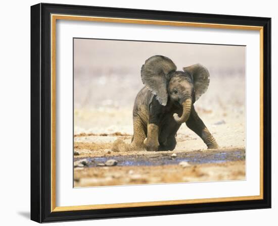 African Elephant Calf on Knees by Water, Kaokoland, Namibia-Tony Heald-Framed Photographic Print