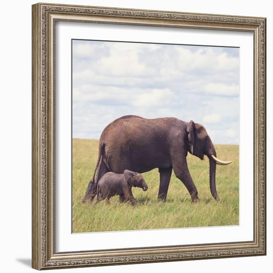 African Elephant Calf with Mother in Savanna-null-Framed Photographic Print