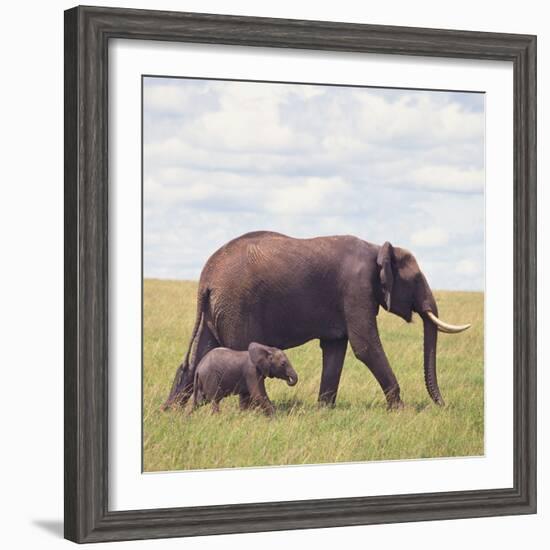 African Elephant Calf with Mother in Savanna-null-Framed Photographic Print