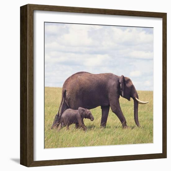 African Elephant Calf with Mother in Savanna-null-Framed Photographic Print