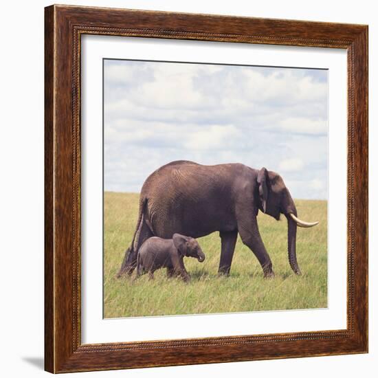 African Elephant Calf with Mother in Savanna-null-Framed Photographic Print