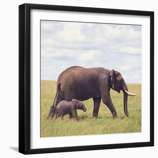 African Elephant Calf with Mother in Savanna-null-Framed Photographic Print