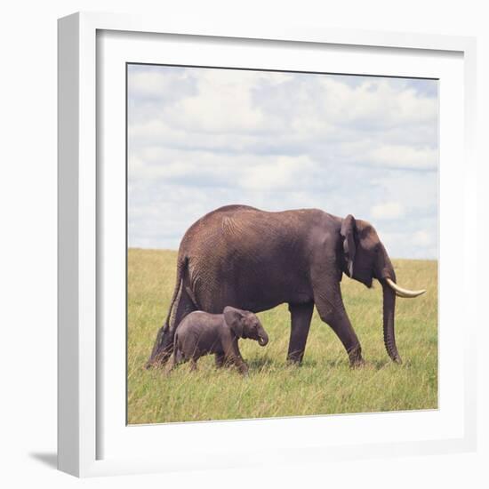 African Elephant Calf with Mother in Savanna-null-Framed Photographic Print