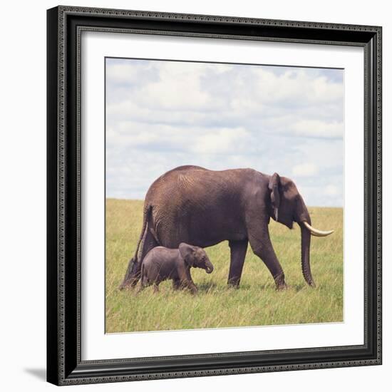 African Elephant Calf with Mother in Savanna-null-Framed Photographic Print