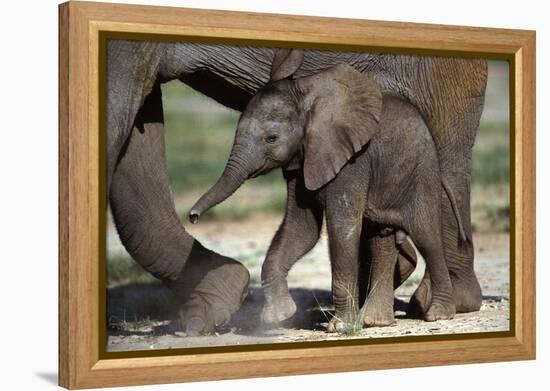 African Elephant Calf-null-Framed Premier Image Canvas