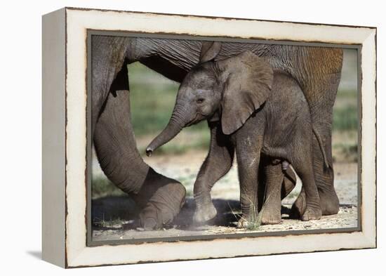 African Elephant Calf-null-Framed Premier Image Canvas