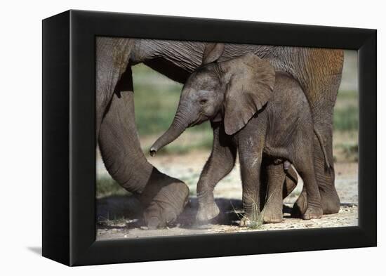 African Elephant Calf-null-Framed Premier Image Canvas