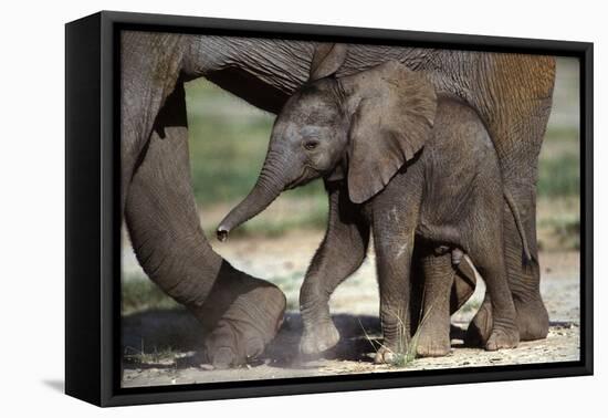 African Elephant Calf-null-Framed Premier Image Canvas