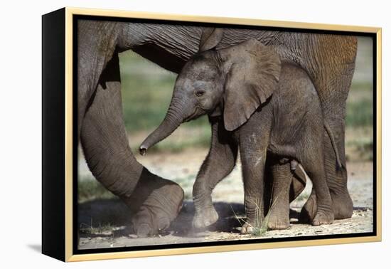 African Elephant Calf-null-Framed Premier Image Canvas