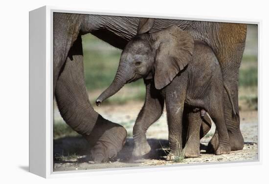 African Elephant Calf-null-Framed Premier Image Canvas