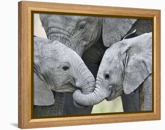 African Elephant Calves (Loxodonta Africana) Holding Trunks, Tanzania-null-Framed Premier Image Canvas