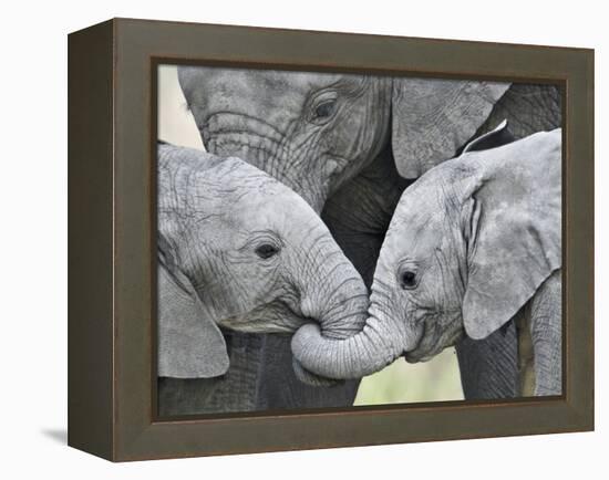 African Elephant Calves (Loxodonta Africana) Holding Trunks, Tanzania-null-Framed Premier Image Canvas