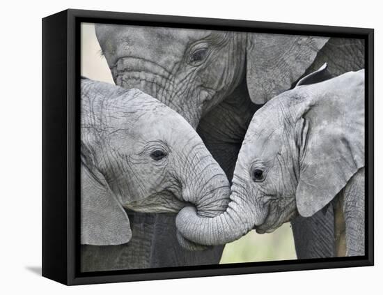 African Elephant Calves (Loxodonta Africana) Holding Trunks, Tanzania-null-Framed Premier Image Canvas