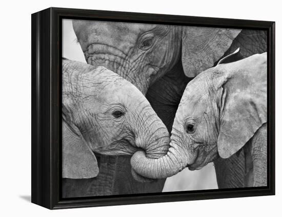 African Elephant Calves (Loxodonta Africana) Holding Trunks, Tanzania-null-Framed Premier Image Canvas