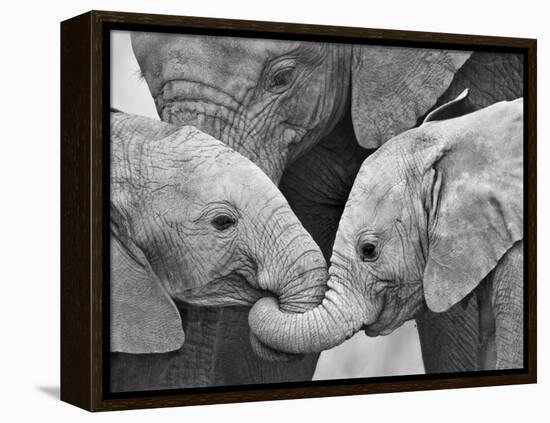 African Elephant Calves (Loxodonta Africana) Holding Trunks, Tanzania-null-Framed Premier Image Canvas